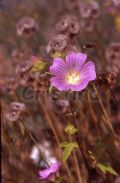 Malva punctata